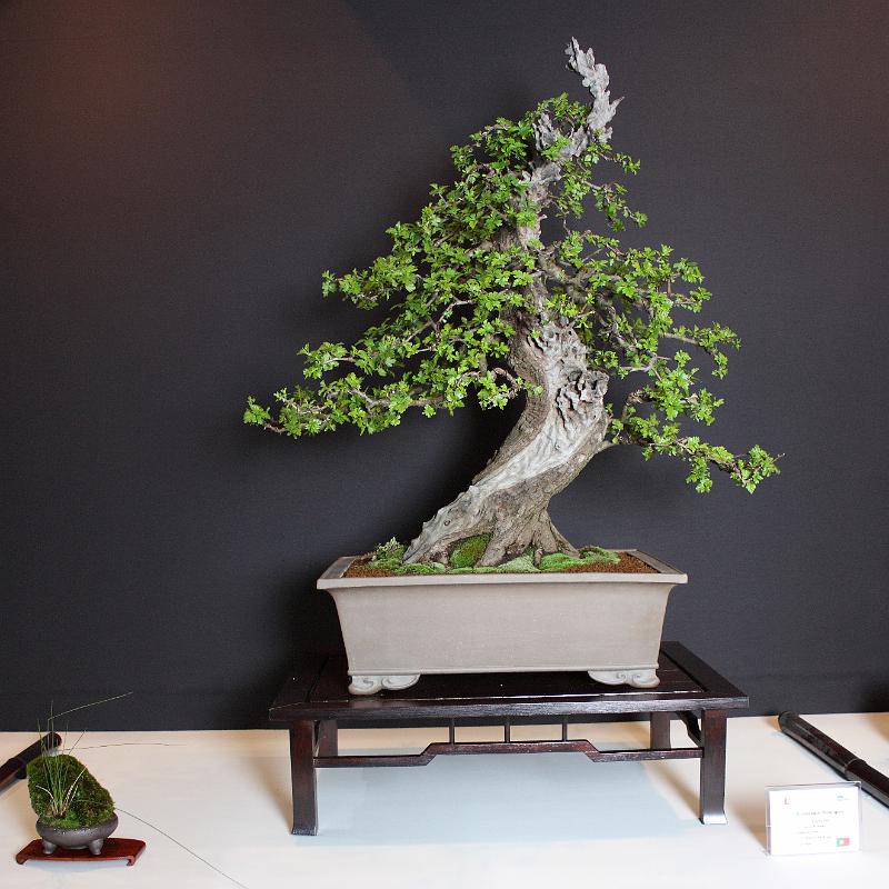 Bonsai, cay the, cay canh nghe thuat, cây cảnh nghệ thuật